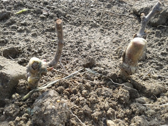 Close spacing of temporary wine planting for summer season.