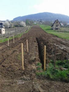 New vineyard.