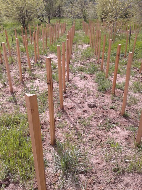 New wine vines staked and planted.