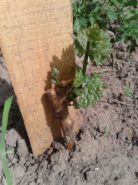 New Pinot Noir.