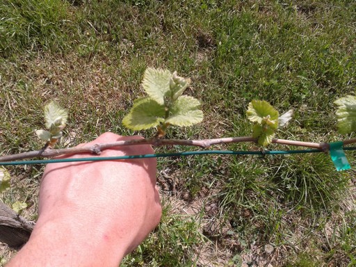 After thinning. You can see the buds on the right have been removed as they were too close to other buds.