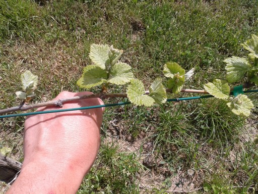 Before thinning. My closed fist is about 10 cm (4 in) wide, which is a good inter node distance for new shoots. Shoots closer than my fist width should be thinned.
