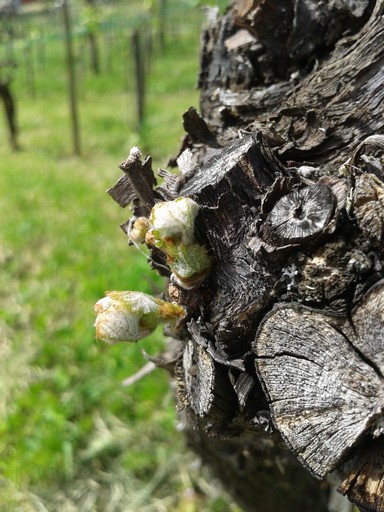 Spring wine growth.