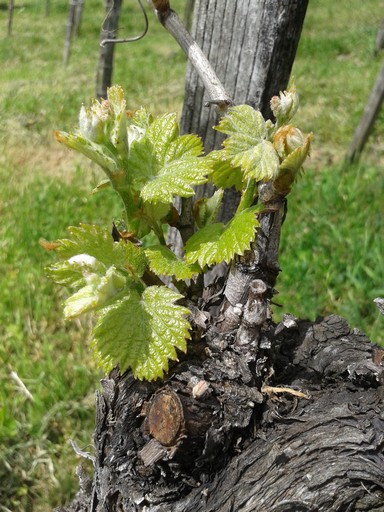 Spring wine growth.