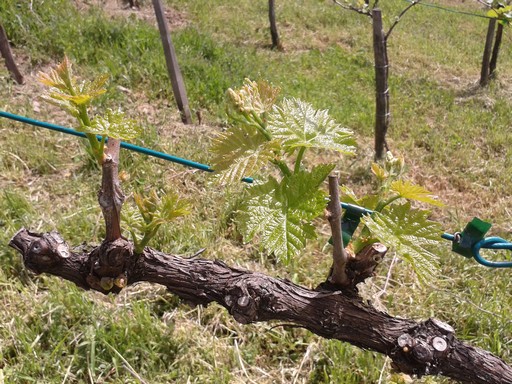 Spring wine growth.