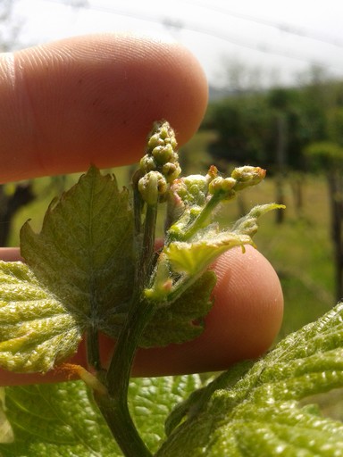 Spring wine growth.