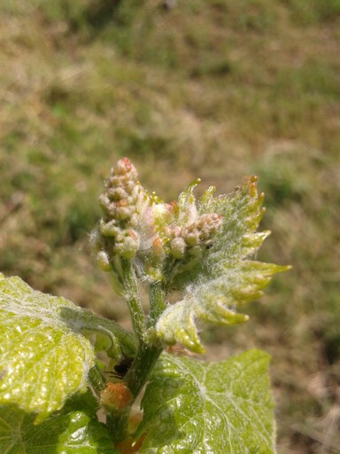 Spring wine growth.