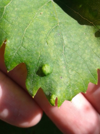 Grape leave mites: upper side of leaf showing a pronounced bump.