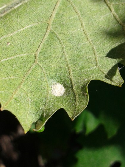 Grape leave mites: lower side of leaf showing white mite colony.