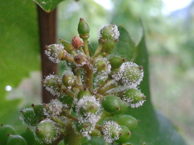 Downy Mildew