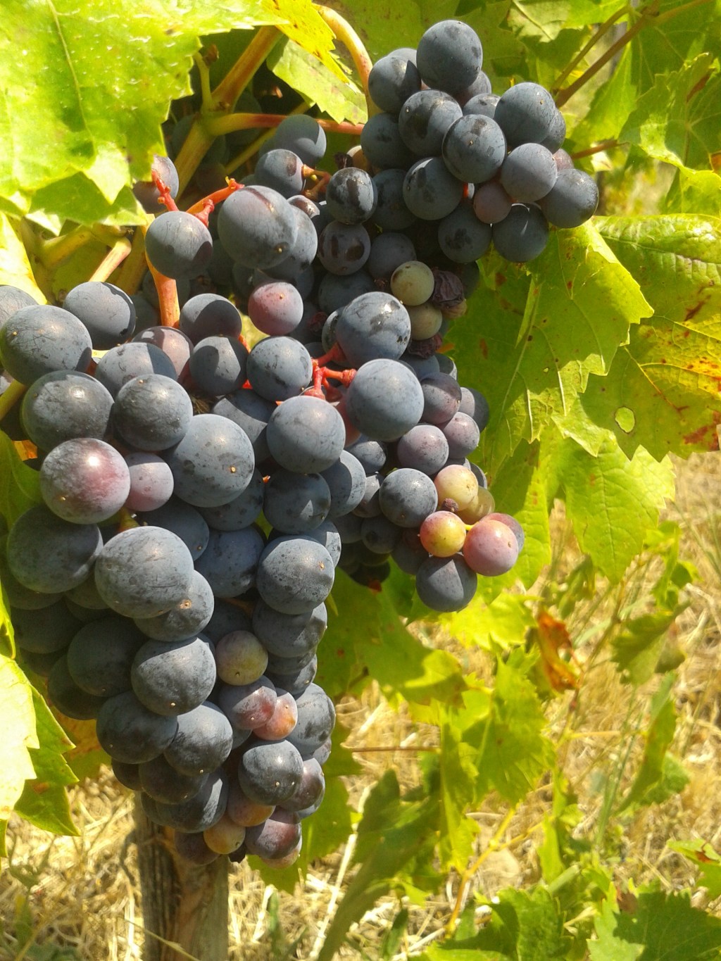 Turán Veraison