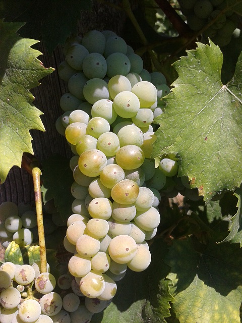 Hill Wine
