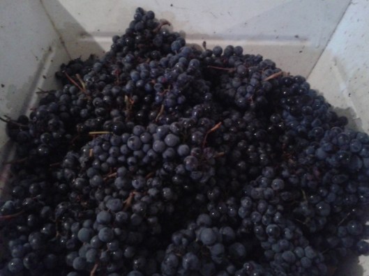Turán grapes before crushing.