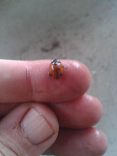 Asian Ladybug