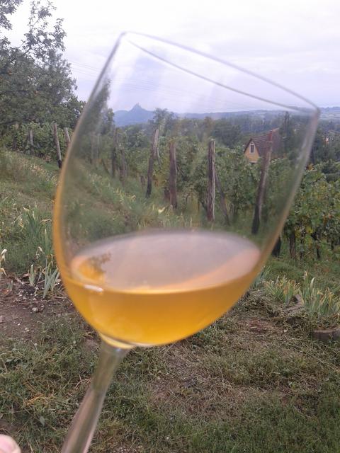 2013 Pinot Gris (Szürkebarát) Harvest