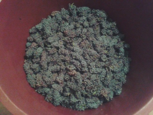 Allowing the grapes to rest in the cool cellar for several hours after picking gives creepy crawlies such as spiders, earwigs, and the noxious Asian Ladybird a chance to escape.