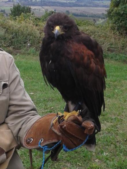 Harris Hawk