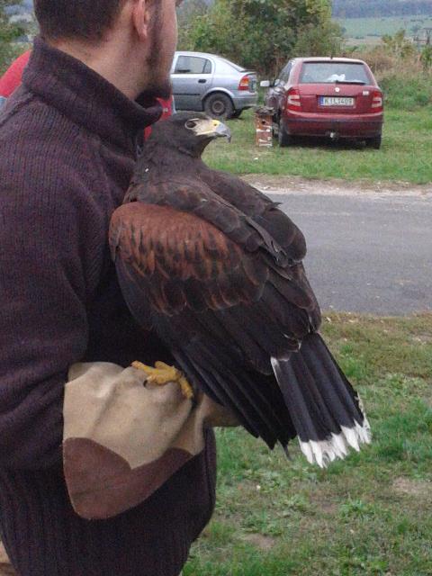 Harris Hawk back view