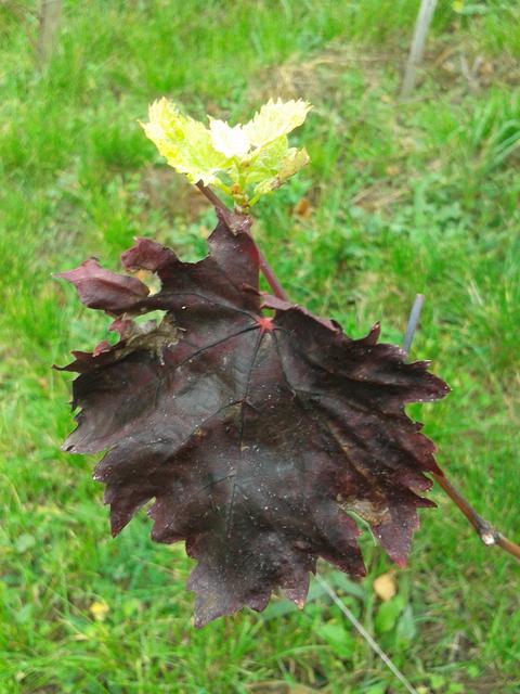New leaf growth with fall leaf