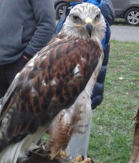 One of the birds of prey seen during the falconry demonstration and education.