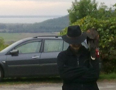 During the falconry demonstration, I became an unexpected perch for the Harris Hawk. 