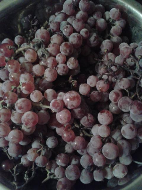 Unknown grape variety after harvest.