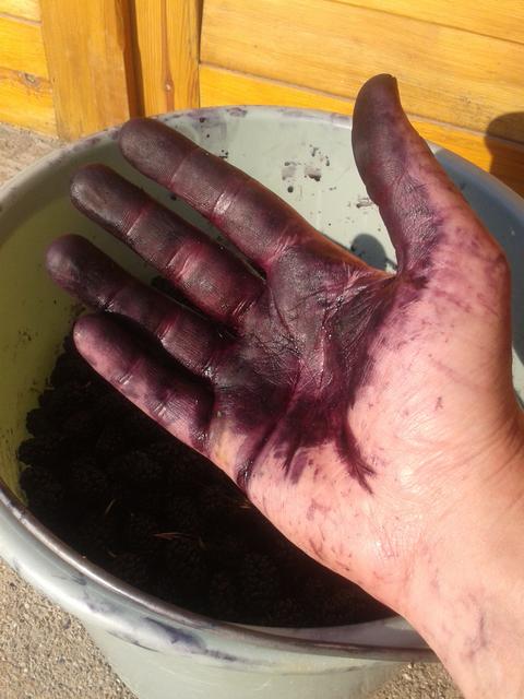I was picking mulberries.No, really. Honest!