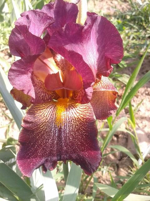 One Iris type among hundreds we are raising.