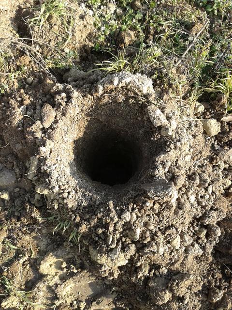A micro excavator with a drill attachment made the holes for planting.