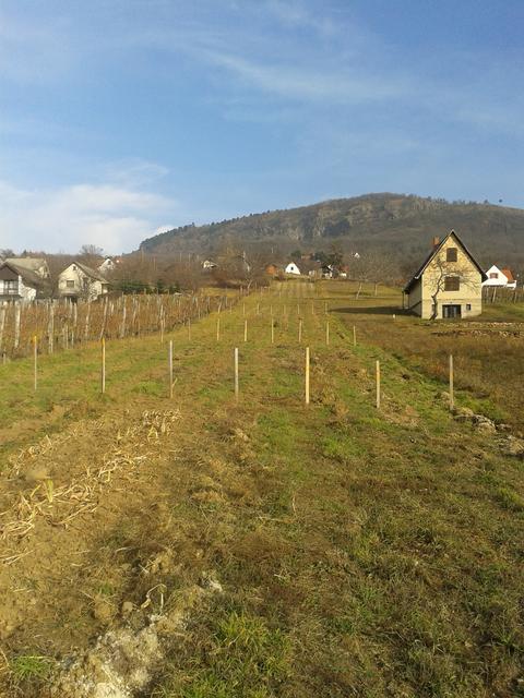 A Tale of Two Properties: Fall&nbsp;Planting