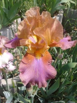 2015-05-16 12.56.53