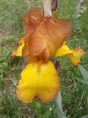 2015-05-16 13.27.47