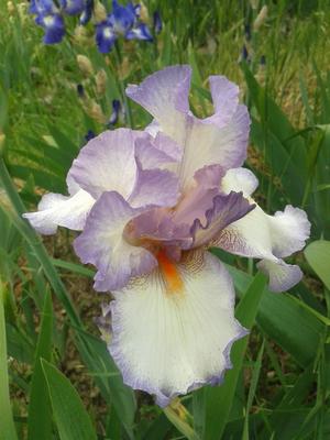 Iris