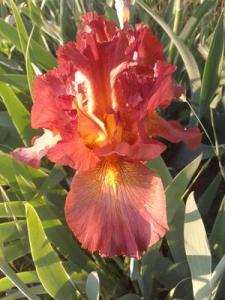 Iris