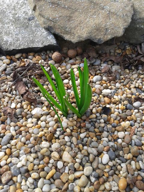 Bulbs pushing new growth.