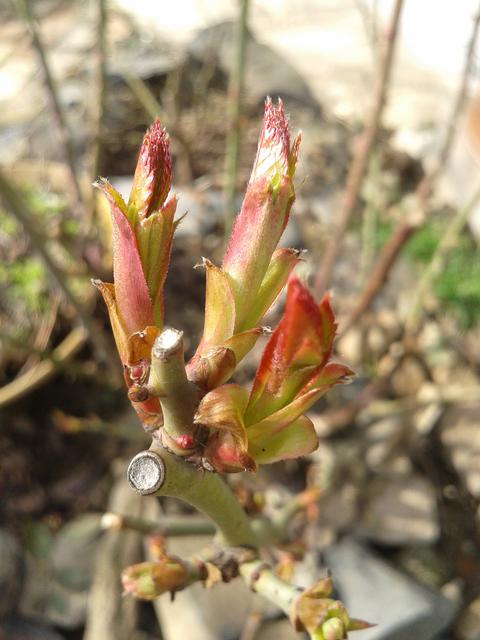 New rose buds.
