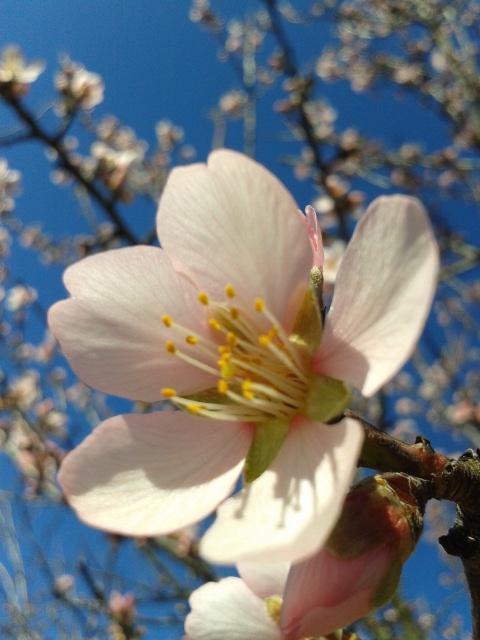 Almond flowers.