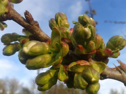 Cherry tree buds about to open.