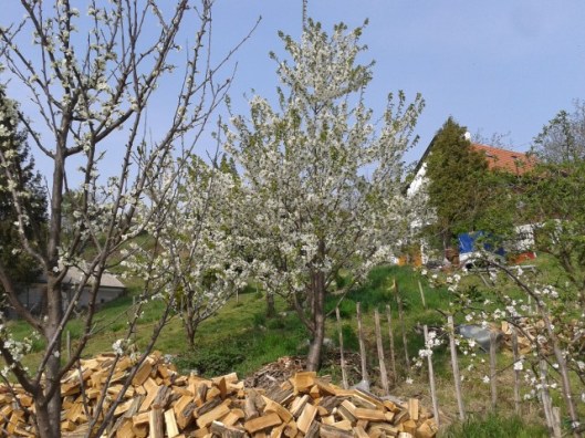 Three fruit trees blooming at once. Cherry in the background. Apple on the right. Plum on the left of the photo.