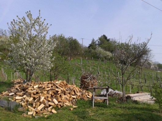 Three fruit trees blooming at once. Cherry on left. Apple in center in front of the stacked wood pile. Plum on the right.