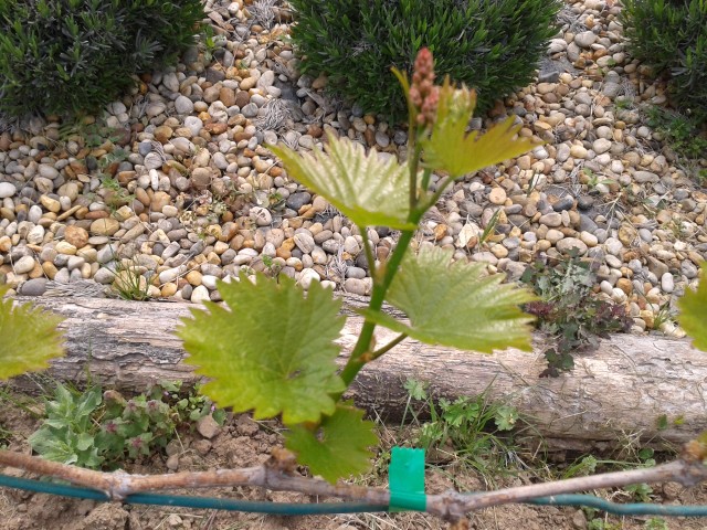 The Leviathan of&nbsp;Vines