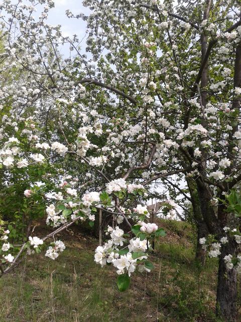 Apple Blossoms