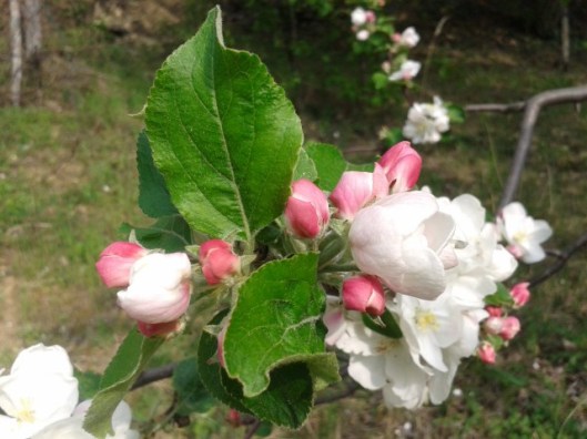 Apple Blossoms