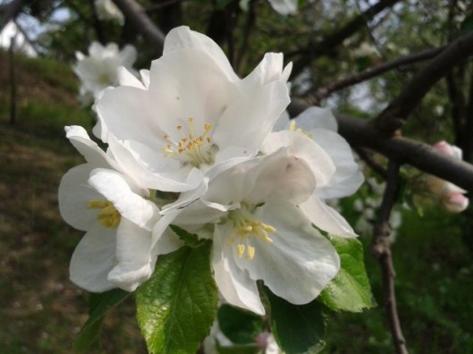 Apple Blossoms
