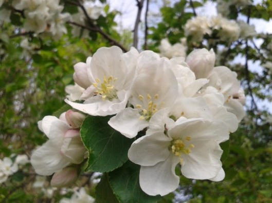 Apple Blossoms