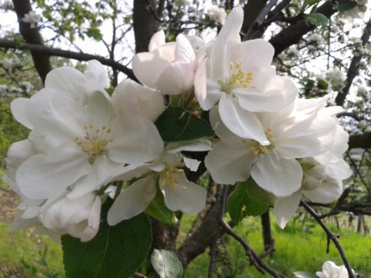 Apple Blossoms