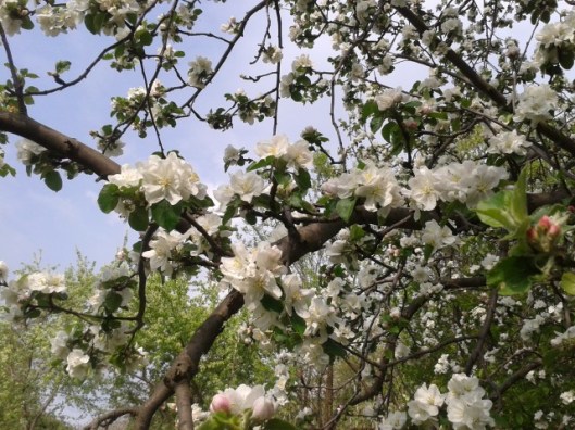 Apple Blossoms
