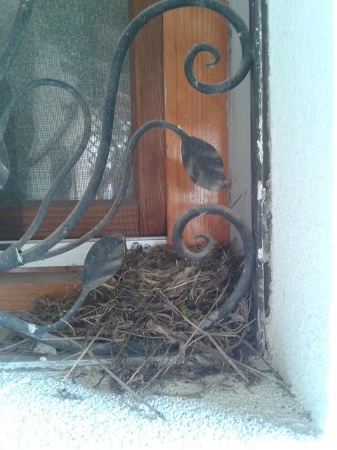 A flycatcher has built a nest in our window.