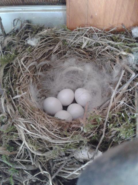 Eggs in the nest.