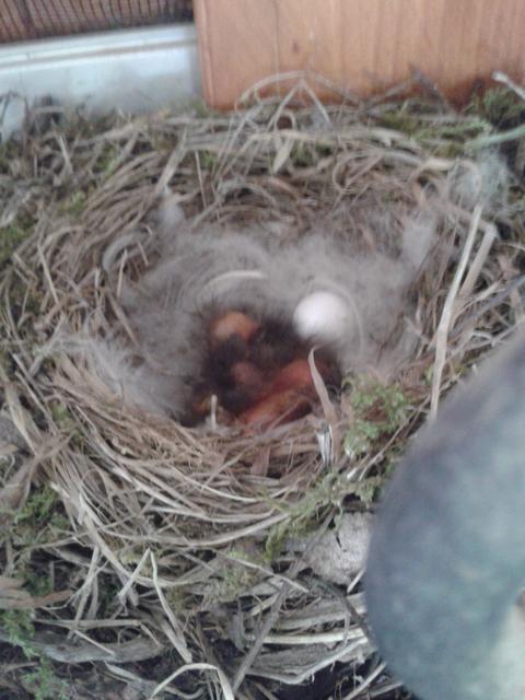 Today some of the eggs had be "replaced" by little bundles of feather fluff.